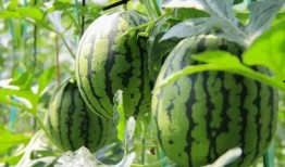 免费国产吃瓜,揭秘娱乐圈幕后故事